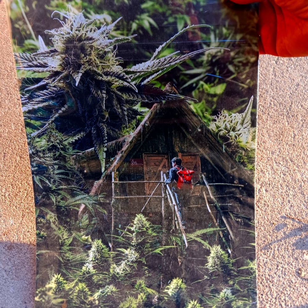 giants 420 forest cabin poster
